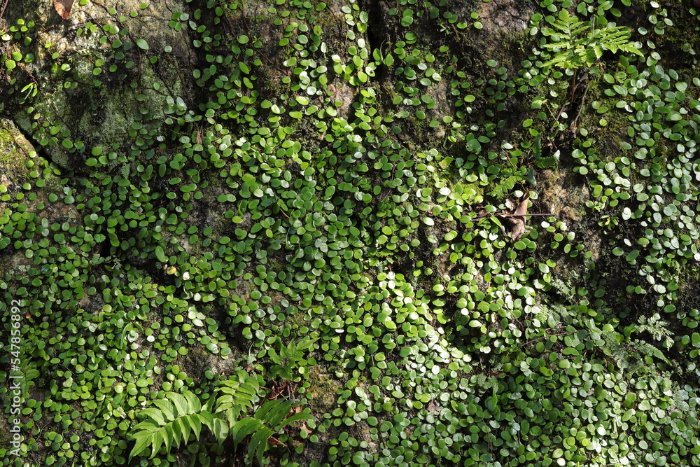 石垣の緑の植物