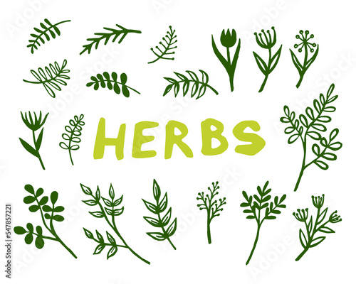 Set of Plants, Herbs and Flowers. Isolated Plant elements for your design. Vector illustration.