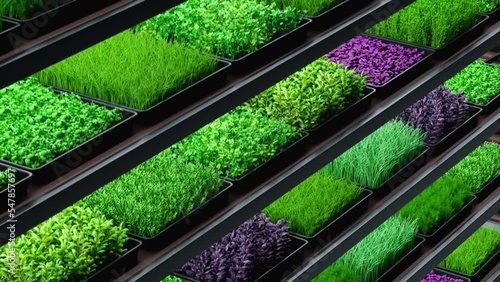 Indoor vertical farm. Spice and seasoning. Parsley, dill, basil, onion, rosemary, mint, thyme. Hydroponic microgreens plant factory. Led lights. 3d illustration.	