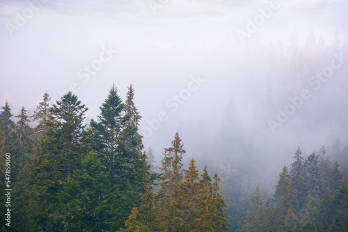 coniferous forest on a foggy autumn day. gloomy nature background with overcast sky