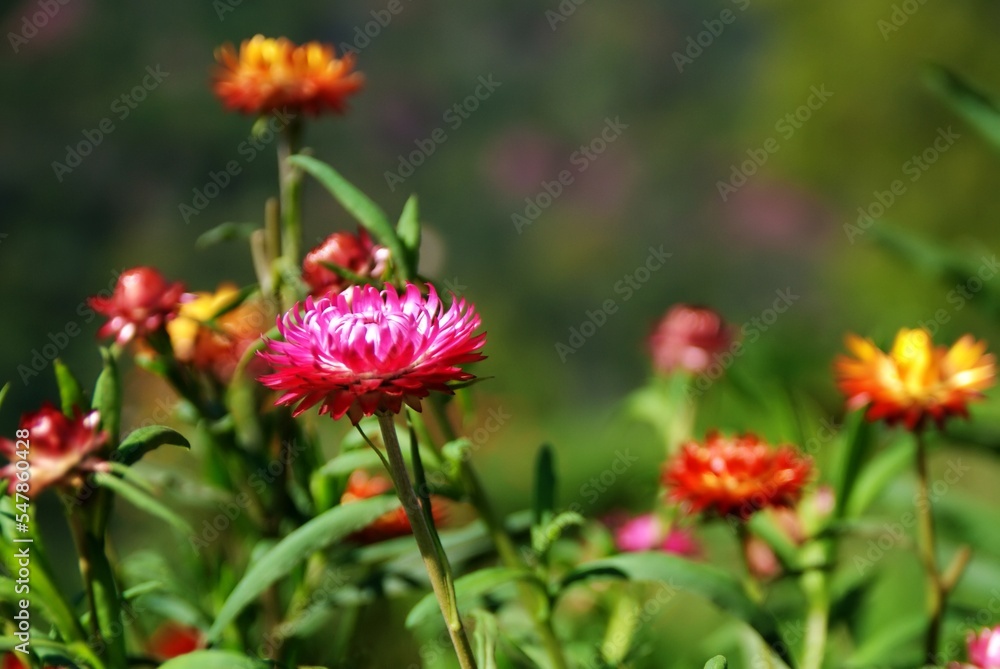 Beautiful flower in the garden. 