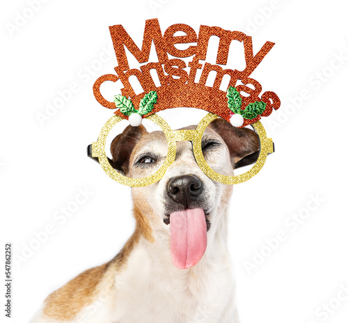 Adorable Christmas dog with tongue out. Close up dog portrait wearing Christmas decoration on face. bullying hooligan expression of emotion. White background. denial, disagreement face