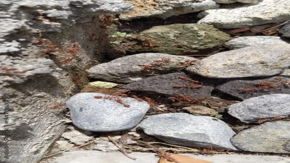 Kerengga, shells or rangrang are large red ants which are known to have a high ability in forming webbing for their nests. Kerengga, shells or rangrang are large red ants which are known to have a high ability in forming webbing for their nests.