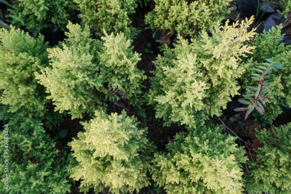 green plant or trees from top view, selective focusing, top view of summer green trees in forest green plant or trees from top view, selective focusing, top view of summer green trees in forest