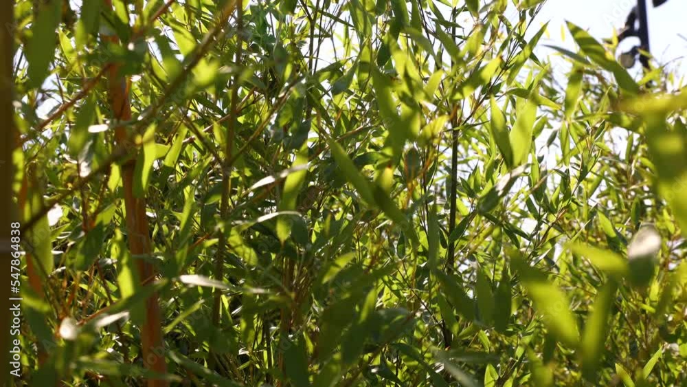 Bamboo leaves swaying in the wind. World Environment Day or Earth Day concept 4k video. Bamboo leaves swaying in the wind. World Environment Day or Earth Day concept 4k video.