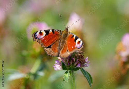 Peacock butterfly on a flower in a natural setting. Butterfly close-up. Insect collects nectar on a flower. Aglais io. 