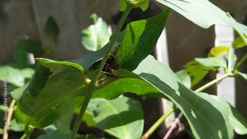 Kerengga, shells or rangrang are large red ants which are known to have a high ability in forming webbing for their nests. Kerengga, shells or rangrang are large red ants which are known to have a high ability in forming webbing for their nests.