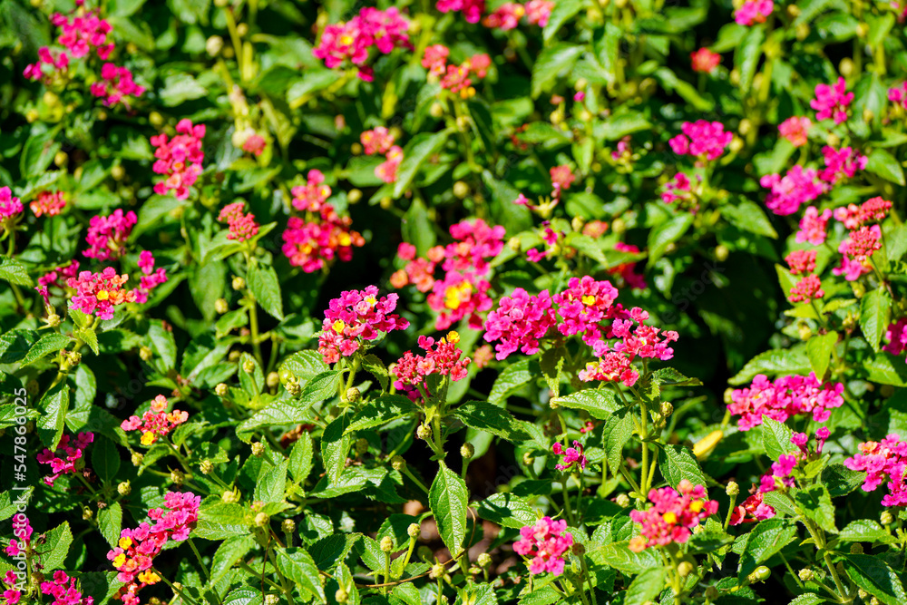 Pink Lantana flowers. Flowering plant close-up. Lantana camara.

