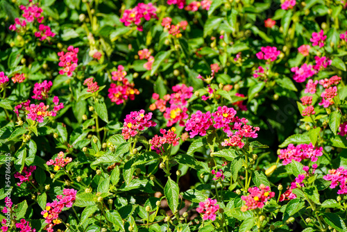 Wallpaper Mural Pink Lantana flowers. Flowering plant close-up. Lantana camara.
 Torontodigital.ca