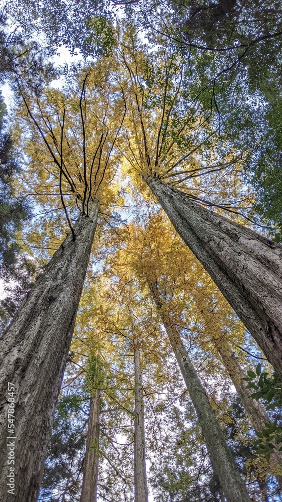 Fototapeta premium メタセコイアの紅葉