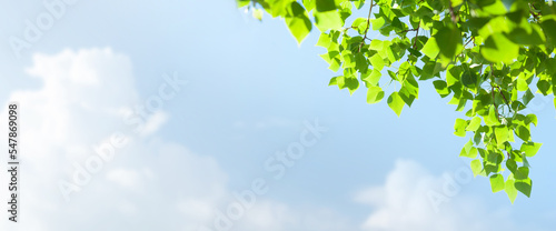 Tree branch with leaves in front of blue sunny sky