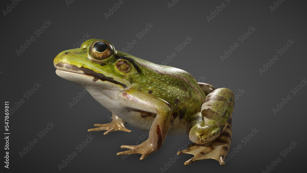 Obraz premium Green frog isolated on black background. 3D rendering