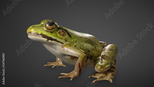 Green frog isolated on black background. 3D rendering