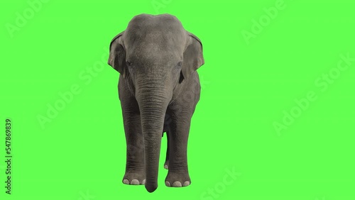 Elephant slowly walking on green screen with chroma key, perfect for digital composition 3d rendering