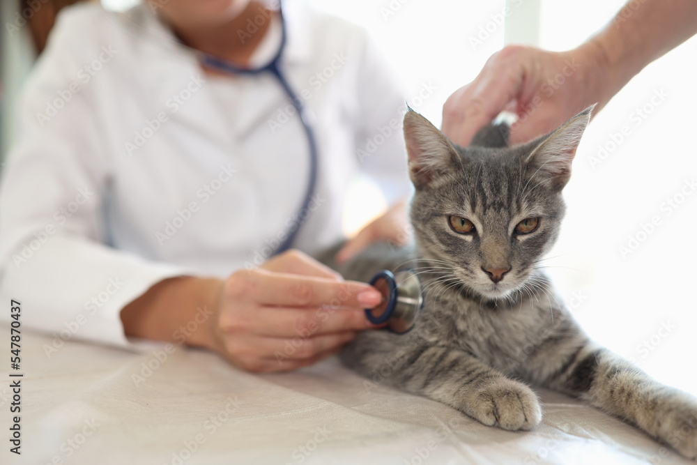 Female veterinarian examining grey striped cat with stethoscope Female veterinarian examining grey striped cat with stethoscope