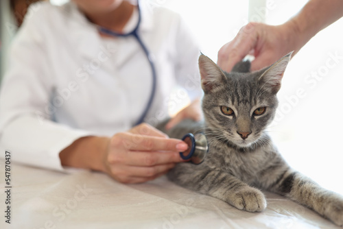 Female veterinarian examining grey striped cat with stethoscope © megaflopp