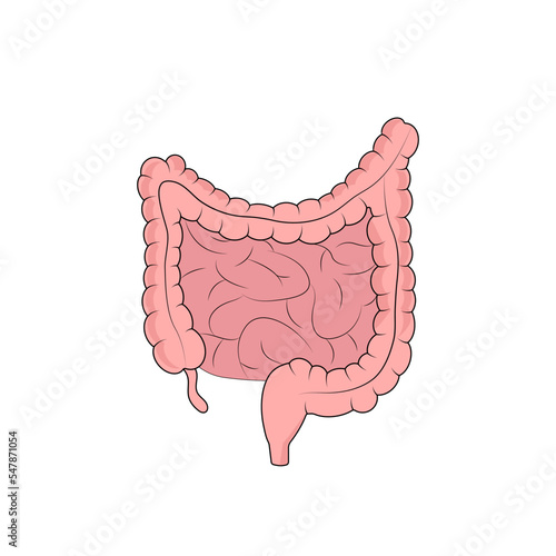 The human intestine. Human anatomy.