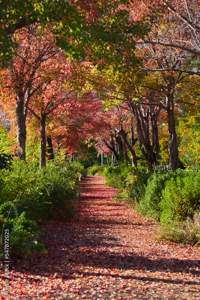Naklejka premium 秋の朝の公園の風景と黄色いイチョウの葉