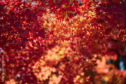 秋の鮮やかな赤色の紅葉の風景