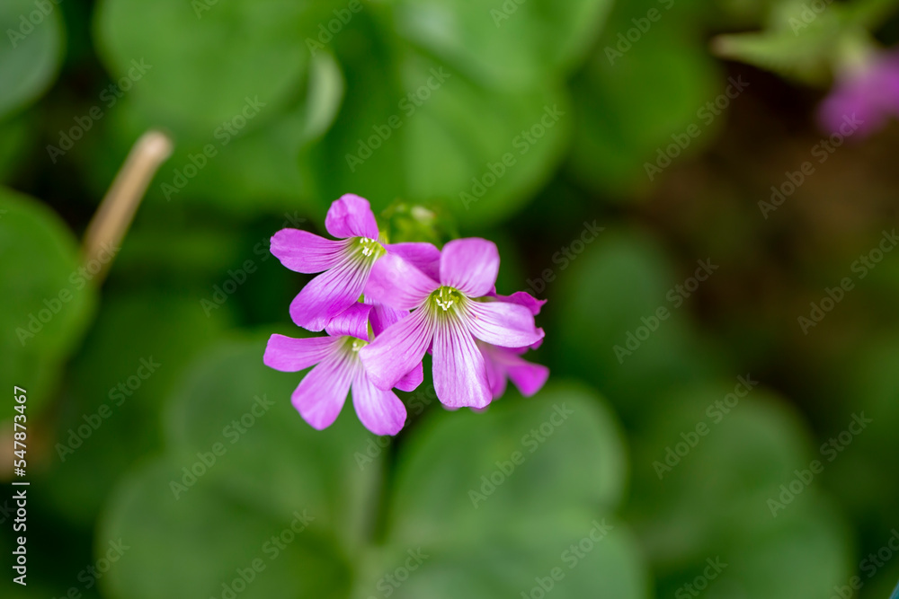 Pink woodsorrel flower and blurred background. Pink woodsorrel flower and blurred background.