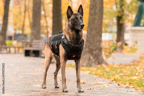 Dog armor. Dog in a bulletproof vest. Belgian Shepherd Malinois portrait outdoor. Working dog. Guard dog.