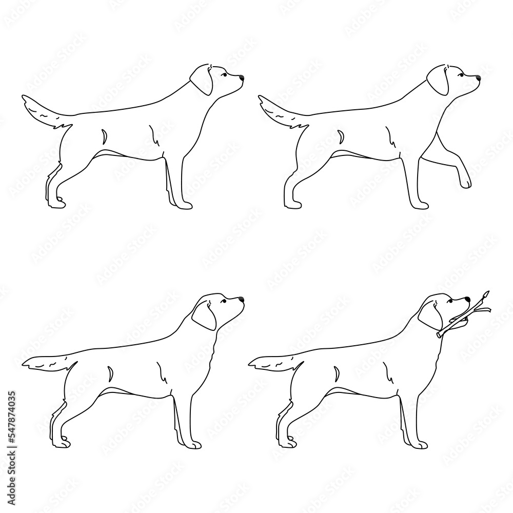 Labrador dog illustration. Set of standing and step poses, walk. The dog is standing. The dog is holding a stick. Various actions. silhouette