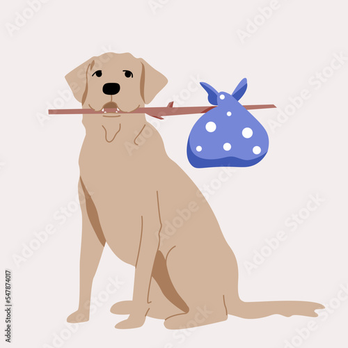 labrador dog ready to run, ready to be adopted, isolated on white background