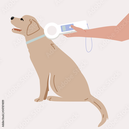 A hand with a device for finding a chip in a dog. Chipping a dog. Veterinarian searching for information about the Labrador .