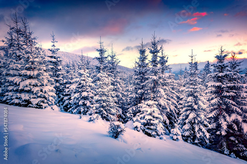 Quadro em tela Fantastic evening light in mountain forest