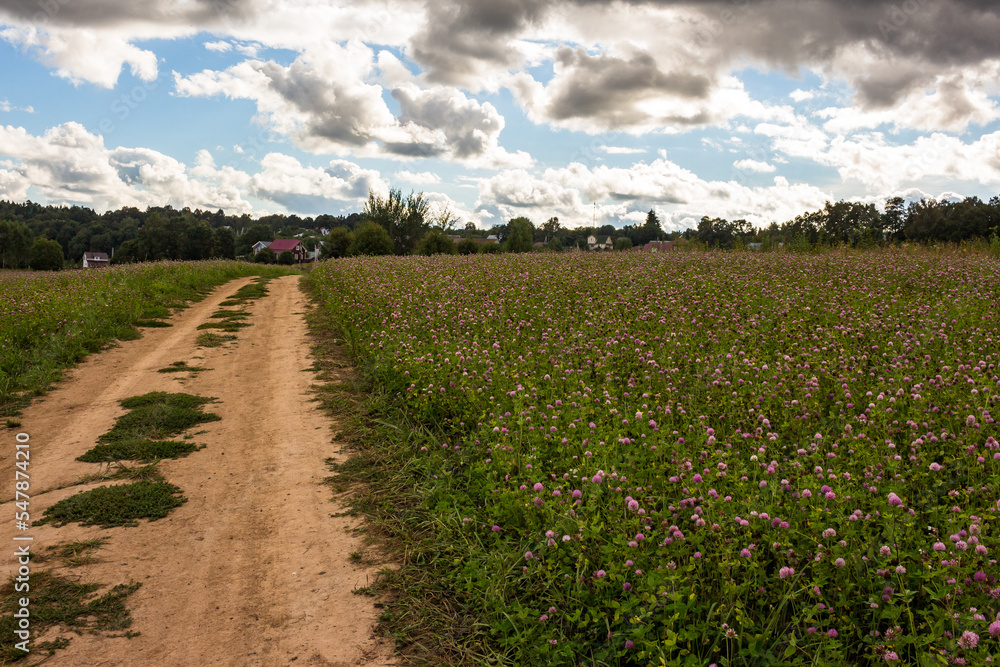Country dirt road running along a field with blooming meadow clover