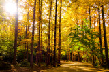 秋のメタセコイア林風景