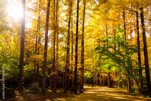 秋のメタセコイア林風景