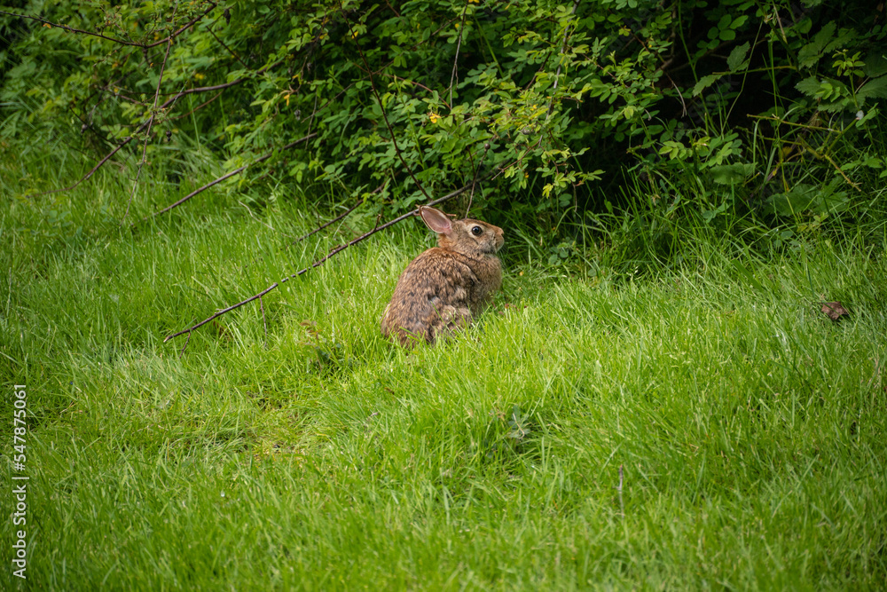 Fototapeta premium Eastern cottontail