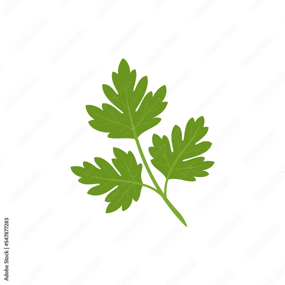 Parsley isolated on white background. Herb. Vector illustration. Flat style.	