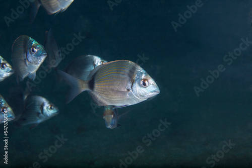 Undersea view of common two-banded sea breams (Diplodus vulgaris) photo