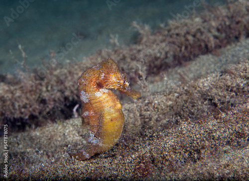 Undersea view of short-snouted seahorse (Hippocampus hippocampus) photo