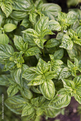 Green leaves of cultivated basil photo