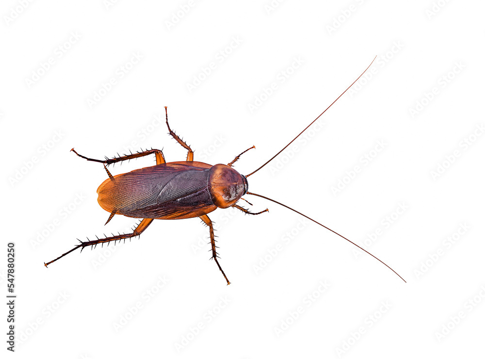 close-up brown cockroach on white background,isolated(top view) close-up brown cockroach on white background,isolated(top view)