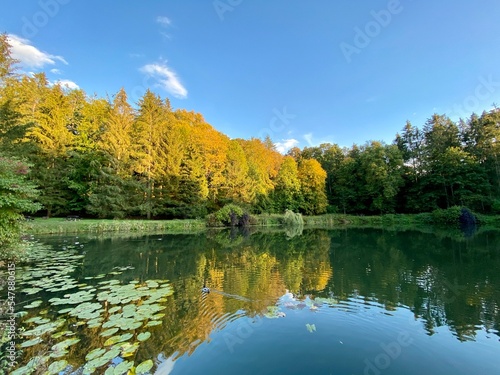 Fototapeta Naklejka Na Ścianę i Meble -  pond covered with plants around park with different colors of trees and bushes in autumn blue sky covered with clouds