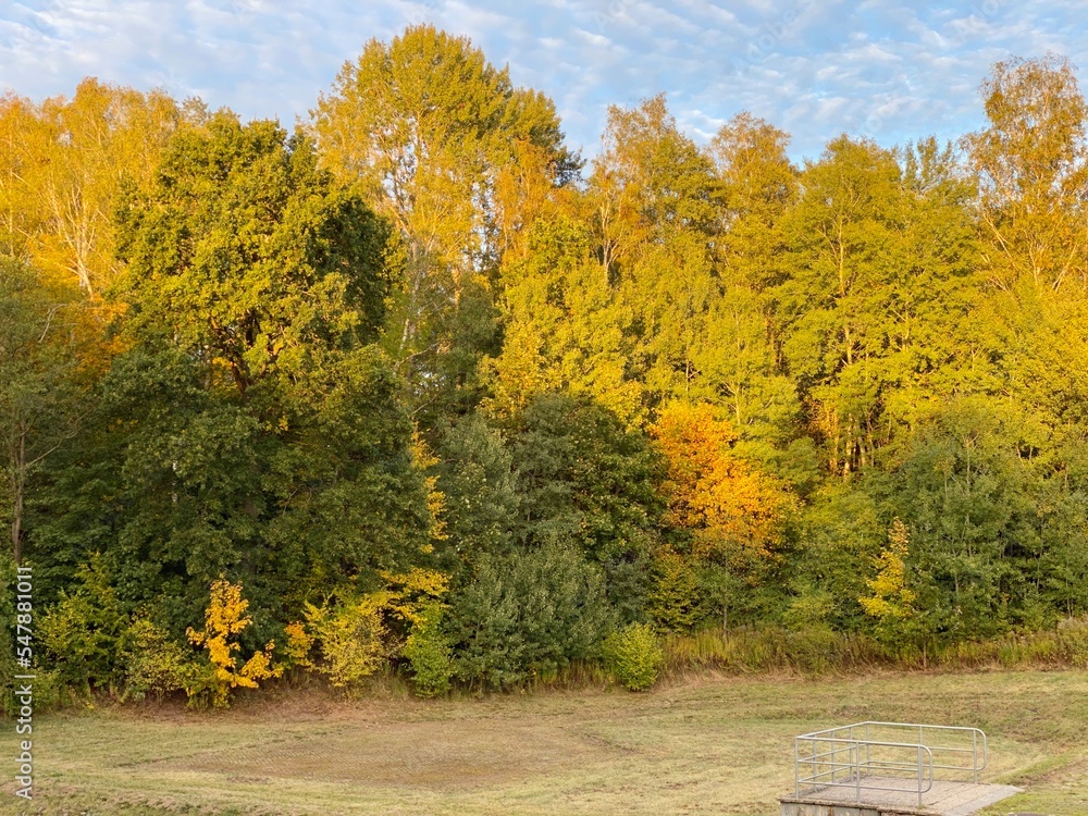 Fototapeta premium autumn colorful trees and bushes in the park on a sunny day