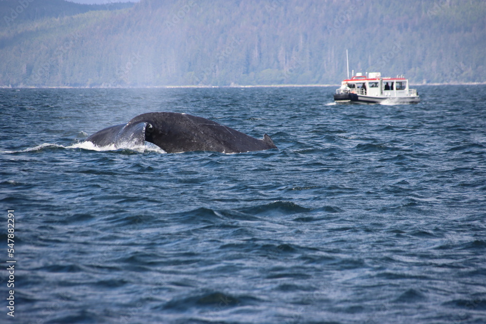 Fototapeta premium Humpback Whale (Megaptera novaeangliae) diving in Auke Bay near Juneau, Alaska, USA.