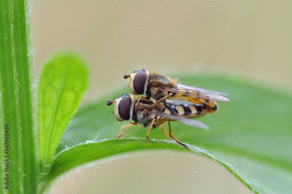 Obraz premium ヒラタアブの交尾