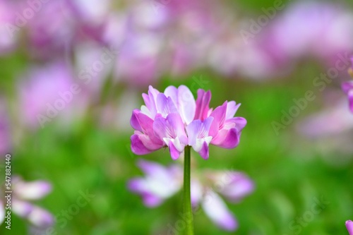 レンゲソウの花 © photolife95
