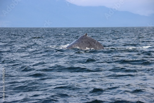 Humpback Whale (Megaptera novaeangliae), Auke Bay, Juneau, Alaska, USA.