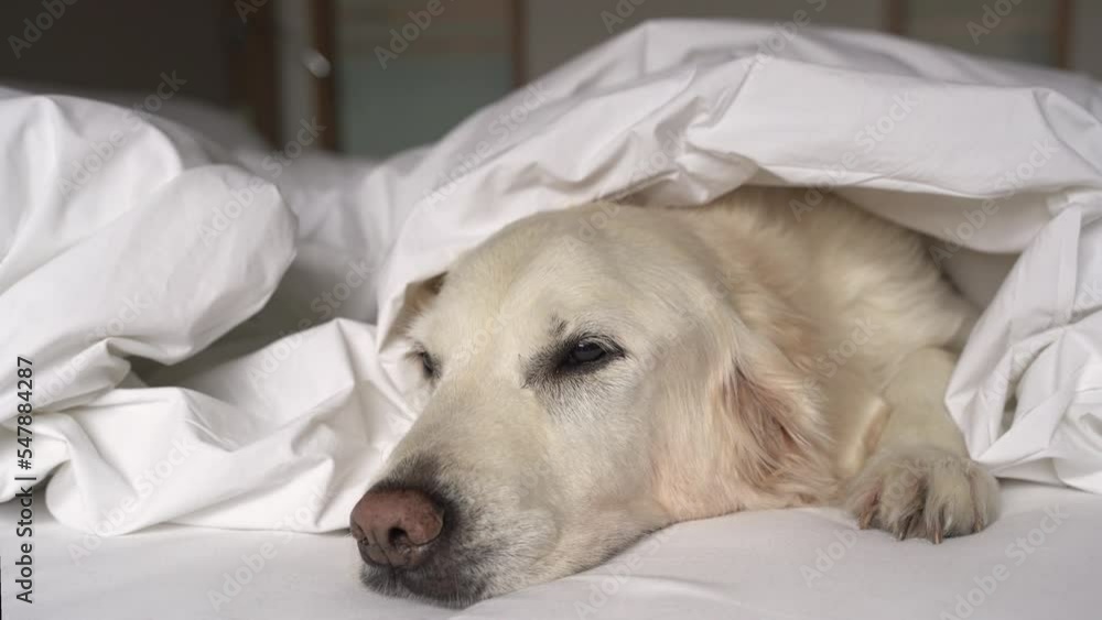 Сlose-up ill dog lying under white blanket in bed of pet owner. Favorite pet feel bad, lonely. Veterinary concept of care, food, mood of domestic animals. Сlose-up ill dog lying under white blanket in bed of pet owner. Favorite pet feel bad, lonely. Veterinary concept of care, food, mood of domestic animals.