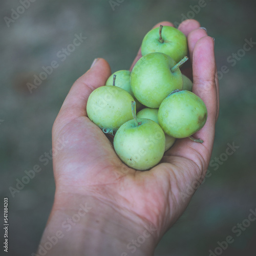 Close up male hand with apples concept photo. Palm up. First person view photography with green and juicy fruits on background. High quality picture for wallpaper, travel blog, magazine, article