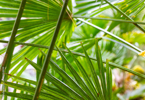 Green palm leaves background and texture. Jungle, rainforest, botanical garden concept. Natural green abstract background of tropical exotic palm trees foliage in sunshine. Summertime nature pattern.