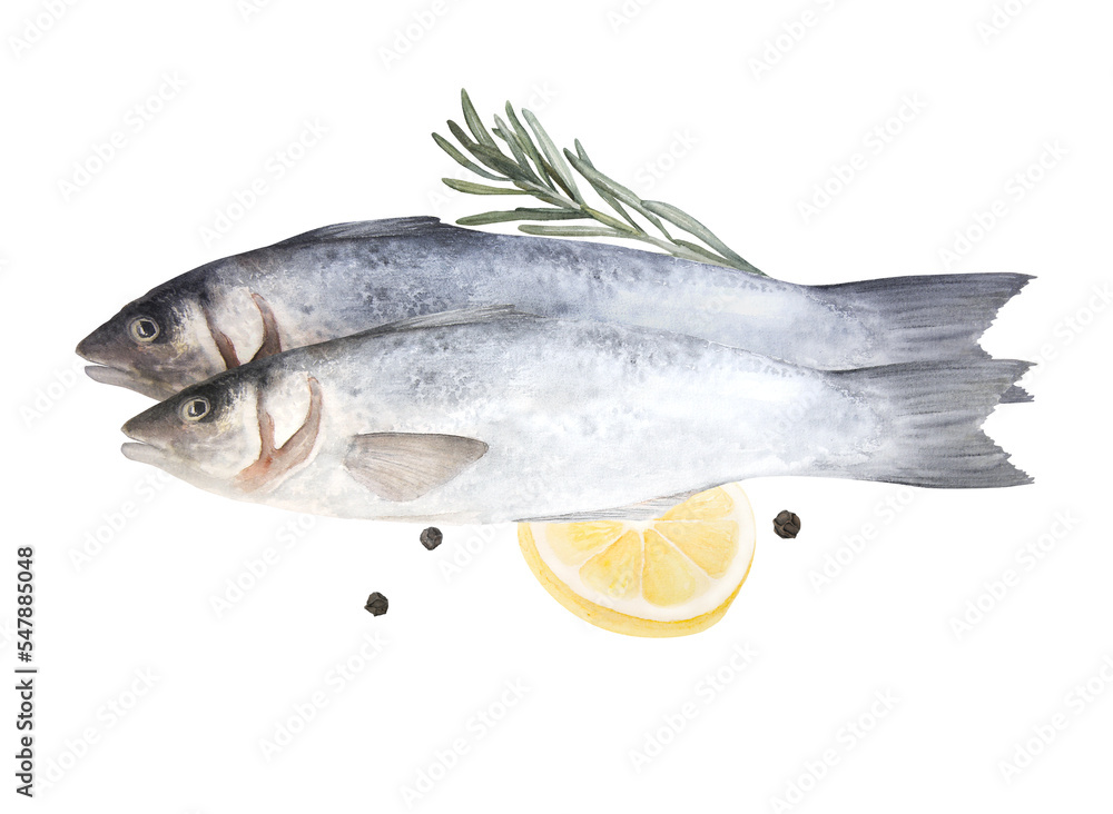 Watercolor illustration of raw fish sea bass isolated on white background Watercolor illustration of raw fish sea bass isolated on white background