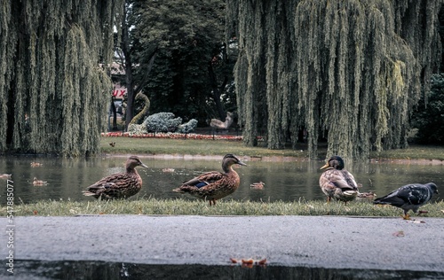 View of a group of Mallards by a lake with trees and foliage in the surrounding photo