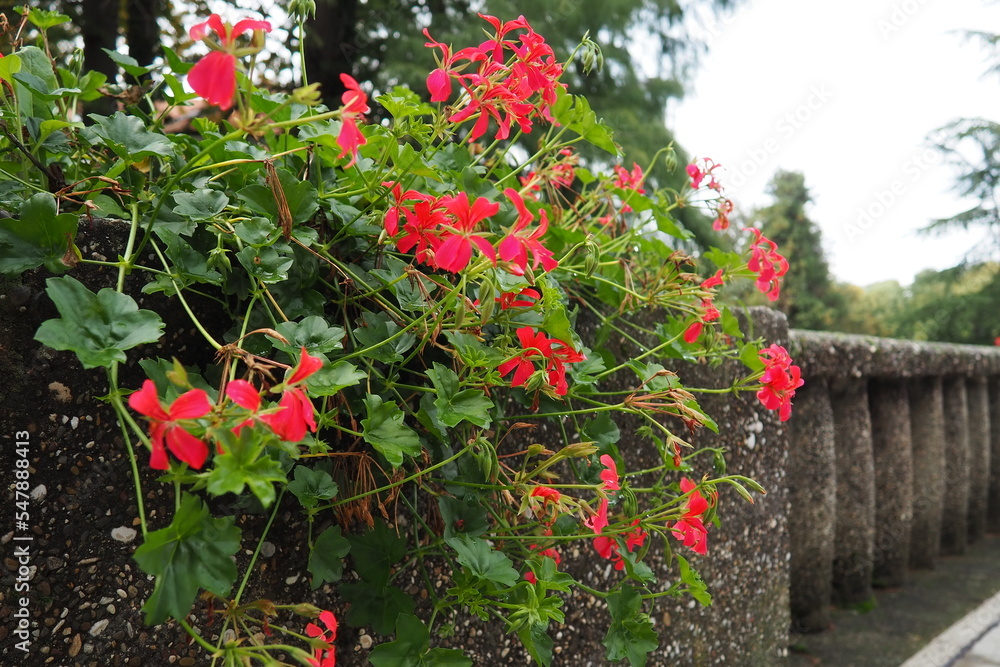 Blooming red ivy geranium pelargonium in the vertical design of landscaping of streets and parks. Beautiful large pelargonium geranium cranesbill. Floriculture and horticulture. Banja Koviljaca